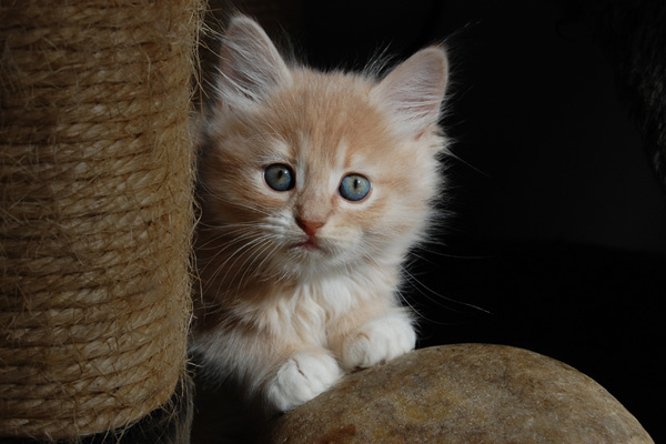 Ramon, der kleine Witzbold.jpg